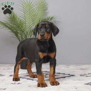 Bella, Doberman Pinscher Puppy